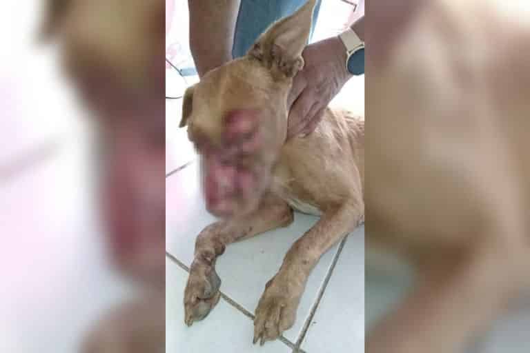 Crueldad animal: queman a perrita pitbull con agua hirviendo, vecinos de Chetumal piden justicia