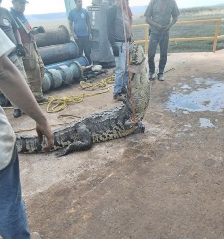 VIDEO: así fue sacado el enorme cocodrilo atorado en la alcantarilla de Tamaulipas