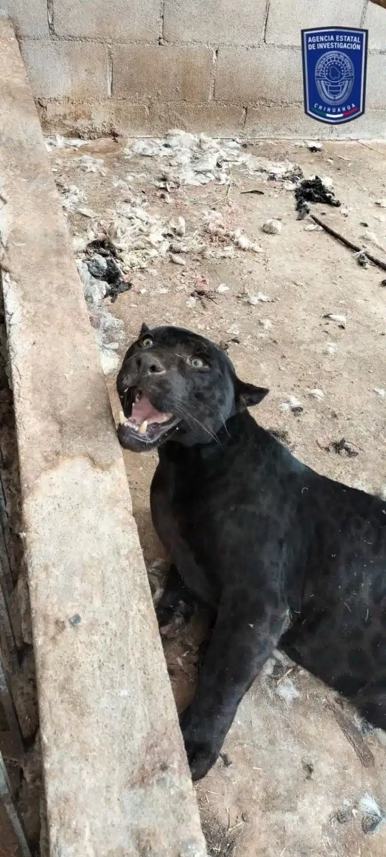  Un jaguar se abalanza contra una niña y le arranca su brazo con el hocico en un rancho de Chihuahua