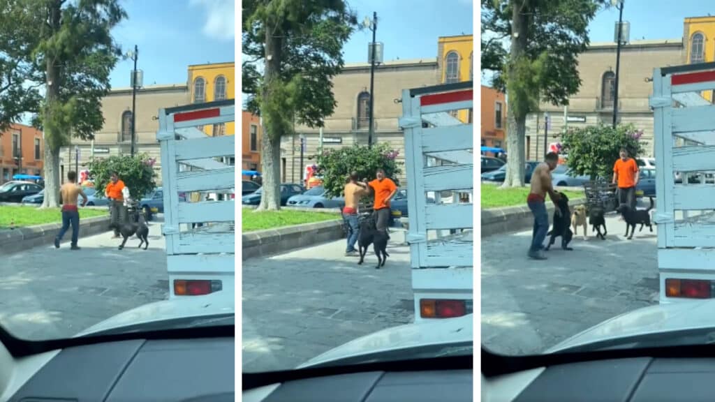 #VIDEO “Cuando tu barrio te respalda”: banda de perritos llega a “hacerle el paro” a su dueño en pelea