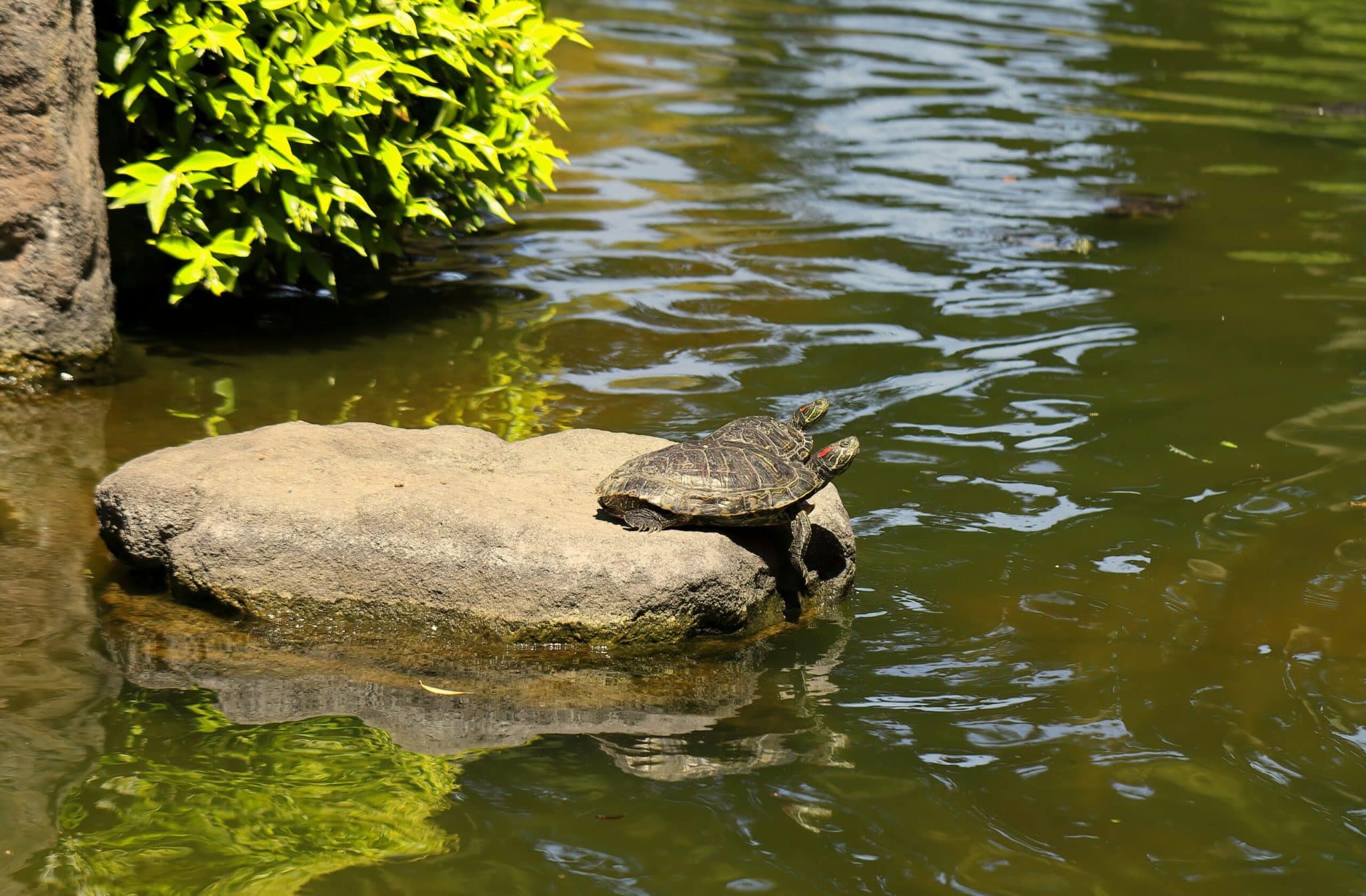 Muerte de Tortugas en Parque Nacional&hellip;