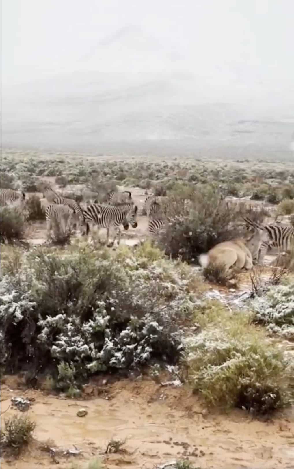 La sorprendente nevada en Sudáfrica: ¿Mal&hellip;