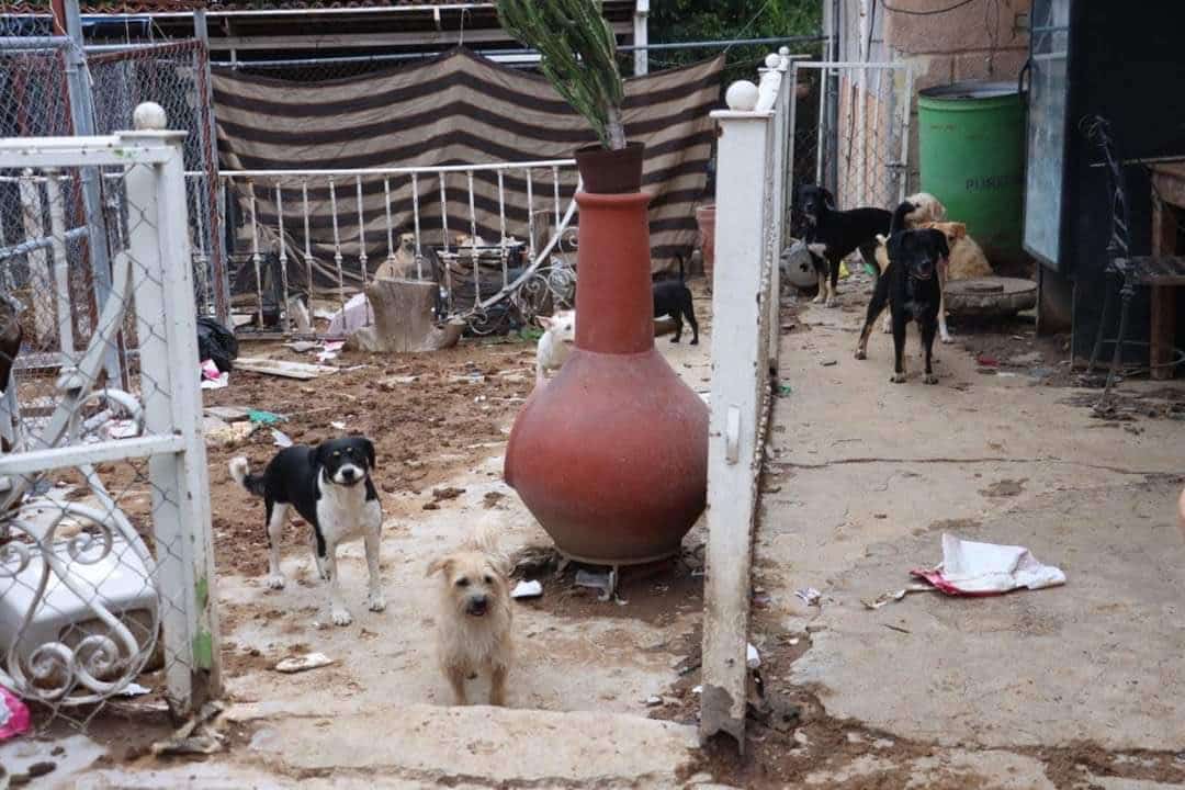 Encuentran 88 mascotas en malas condiciones&hellip;