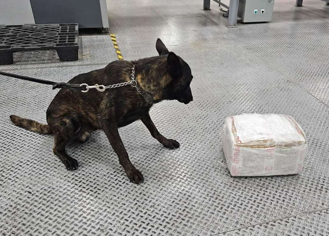 Operativo en Aeropuerto de Querétaro Culmina&hellip;