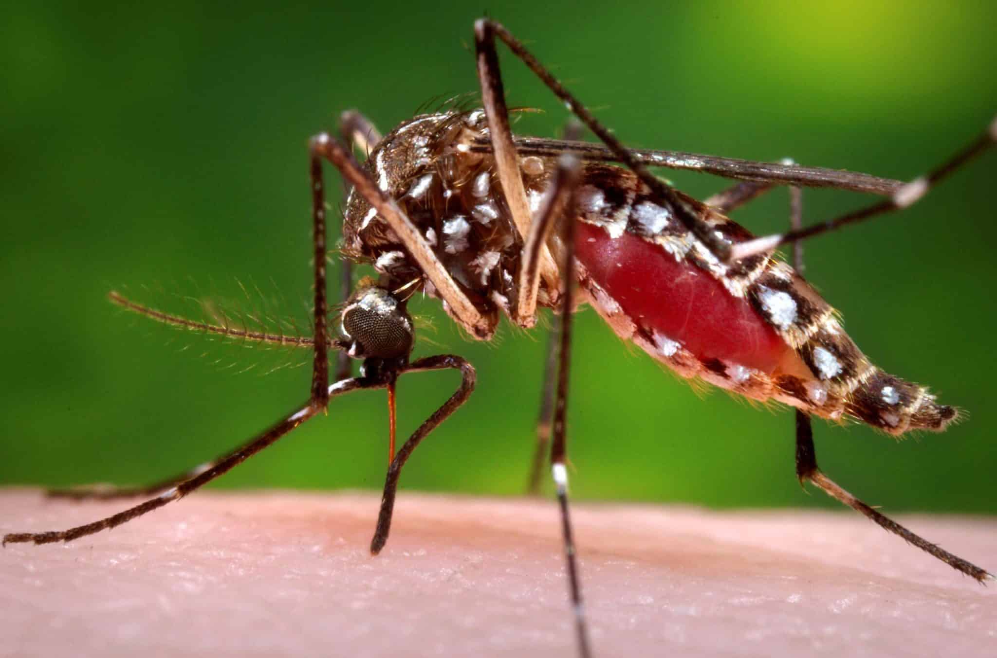 Aumentan Casos de Dengue en Querétaro:&hellip;