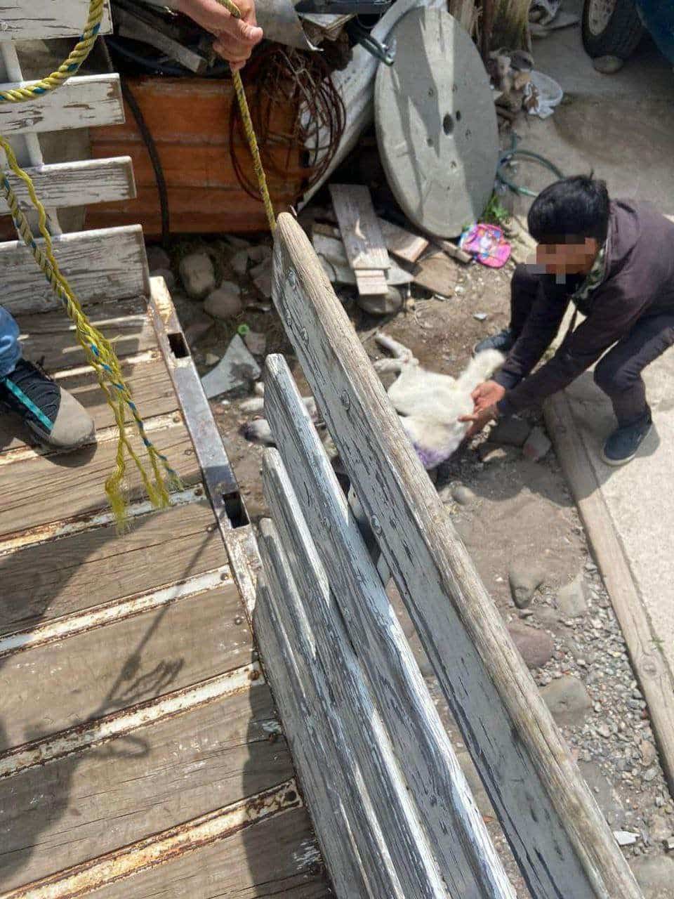 Rescatan a Perrito en San Juan&hellip;