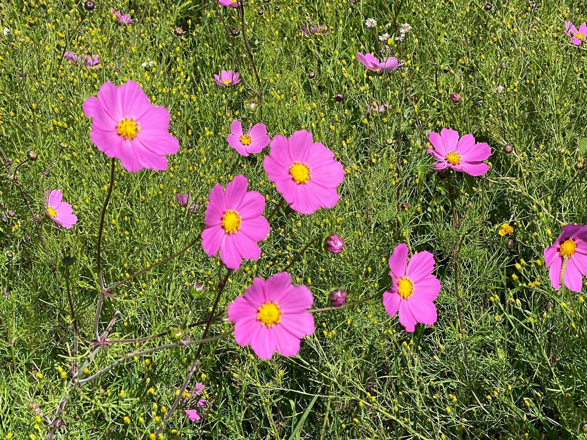 Mirasoles en Amealco: Un Espectáculo Floral&hellip;