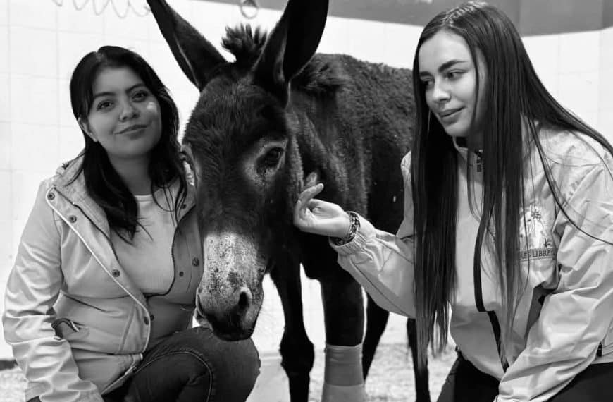 😡💔 ¡NO HAY IMPUNIDAD! Poder Judicial asegura que…