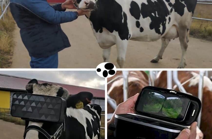 🐄 ¡Vacas con lentes de realidad…