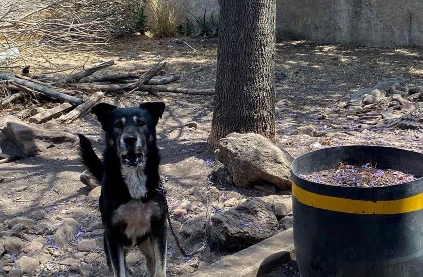 🚨 ¡INDIGNANTE! MULTAN A MUJER POR TENER A…