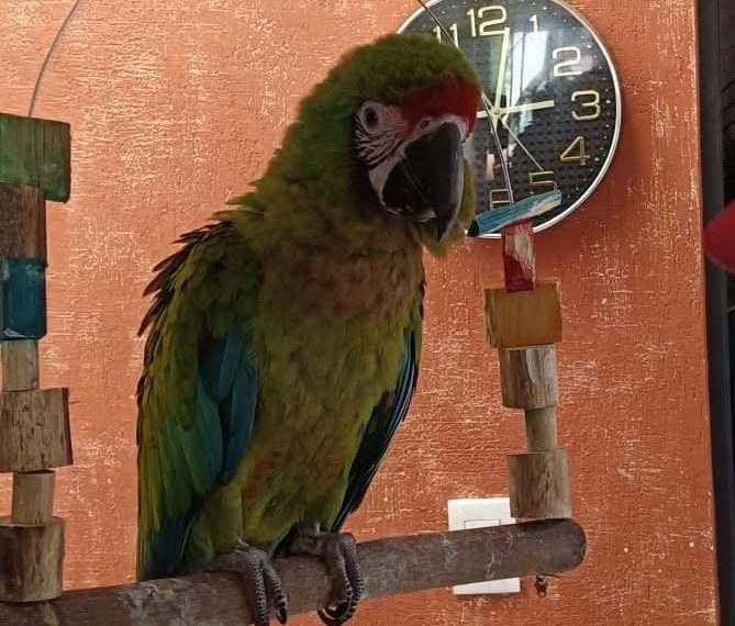 🦜🚨 ¡Rescatan a guacamaya verde en…