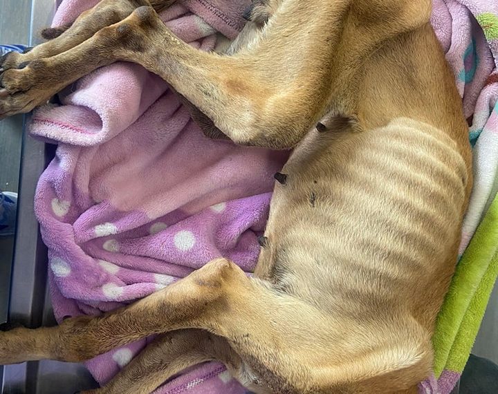 🚨 Gracias a una denuncia el IMPA, rescata…