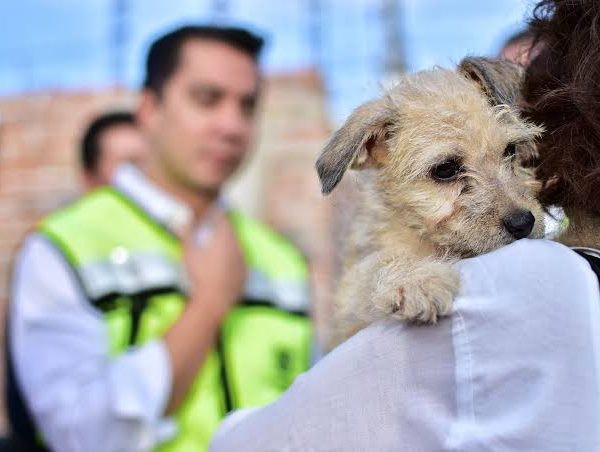 📍¡Querétaro comienza a poner chips a mascotas! Ya…