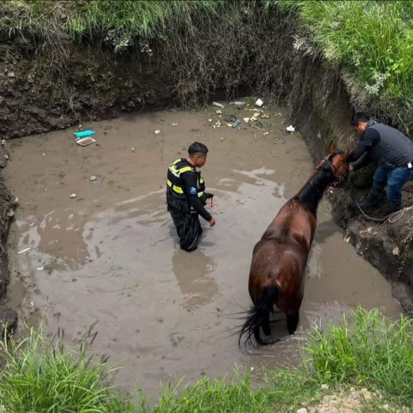 🐴🚨 Caballo cae en zanja en El Marqués…