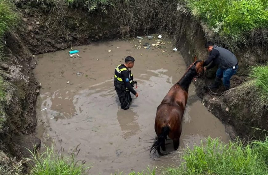🐴🚨 Caballo cae en zanja en…