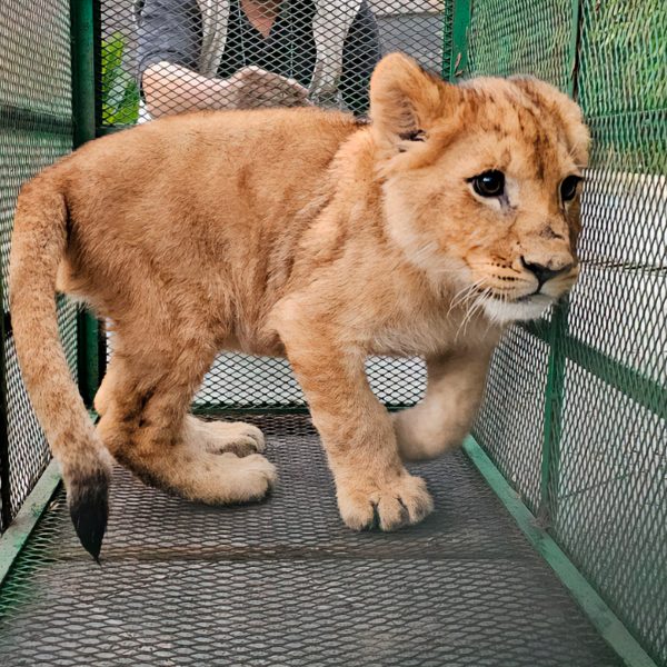 🛑 Autoridades rescatan jaguar, león y aves exóticas…