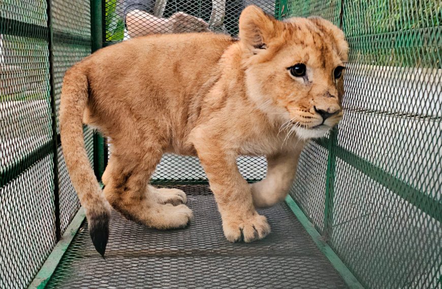 🛑 Autoridades rescatan jaguar, león y…