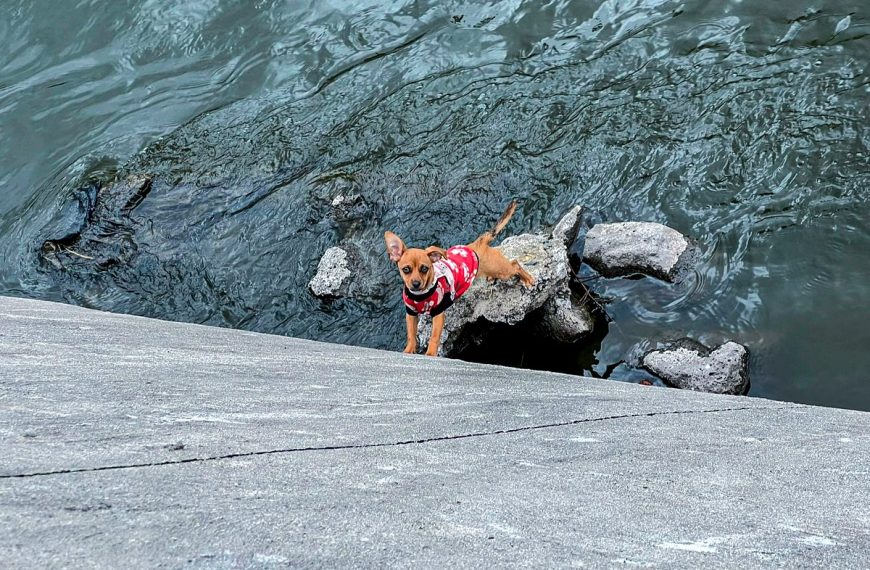 🐶🚨 Rescatan a perrito que cayó…