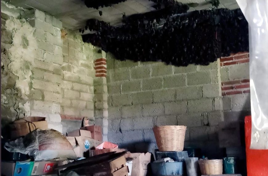 ¡ATERRORIZANTE INVASIÓN! Más de 2 MIL…