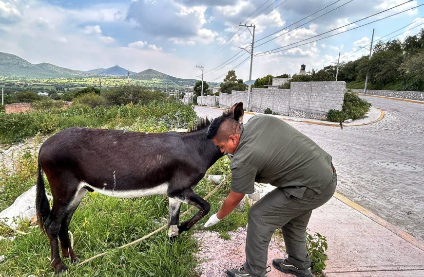 🐴💙 Rescatan a burrito herido y abandonado en…