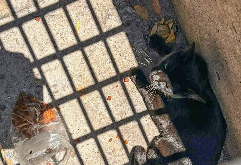🐱🚨 ¡Final feliz en Los Héroes!…