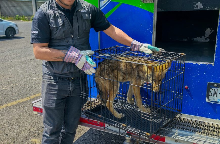🚨🐺 ¡Impactante rescate en Querétaro! Coyote…