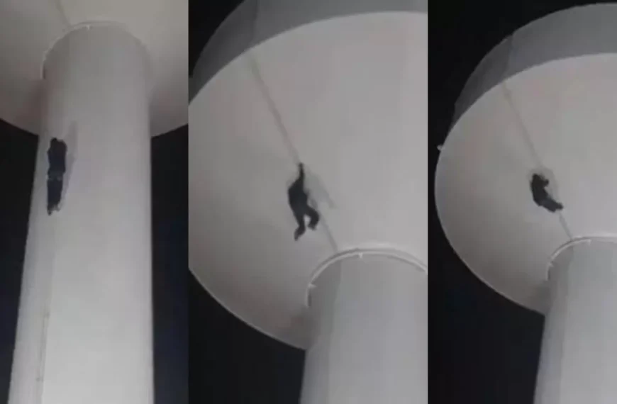 😢🚨 “¡Te vas a caer, Marcelo!”: video capta…