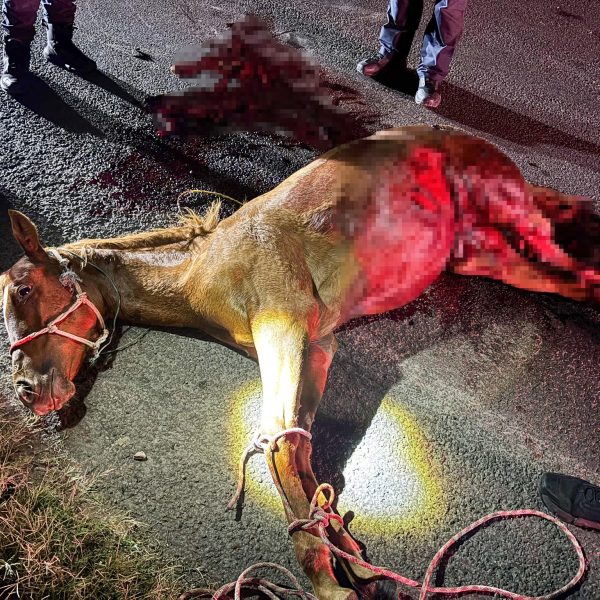 🚨🐴 Tragedia en la Carretera 500: caballo atropellado…