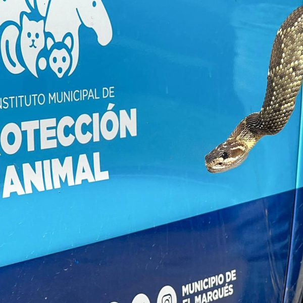 🐍🚨 Susto en Rincones del Marqués: aseguran serpiente…