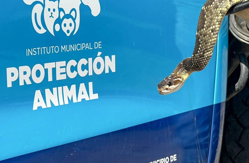 🐍🚨 Susto en Rincones del Marqués:…