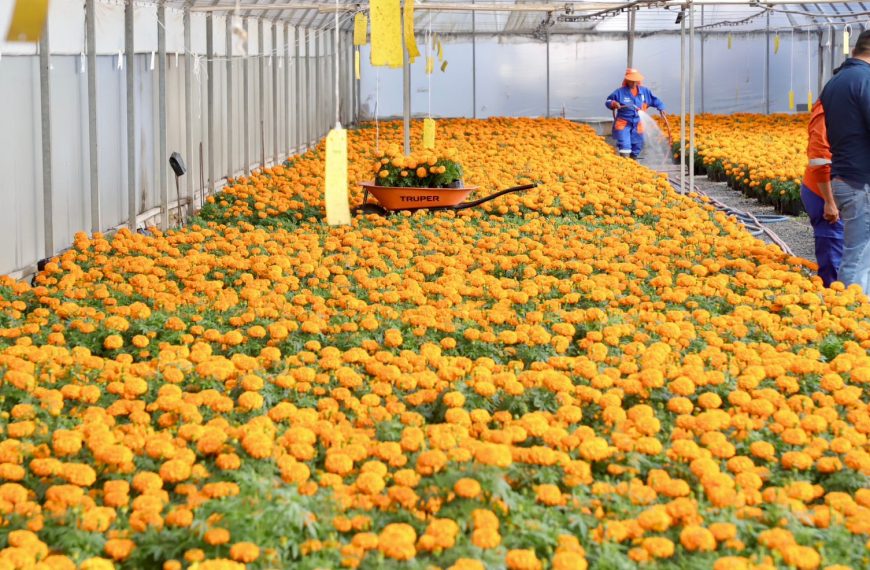 🌼💀 Querétaro se llenará de color:…