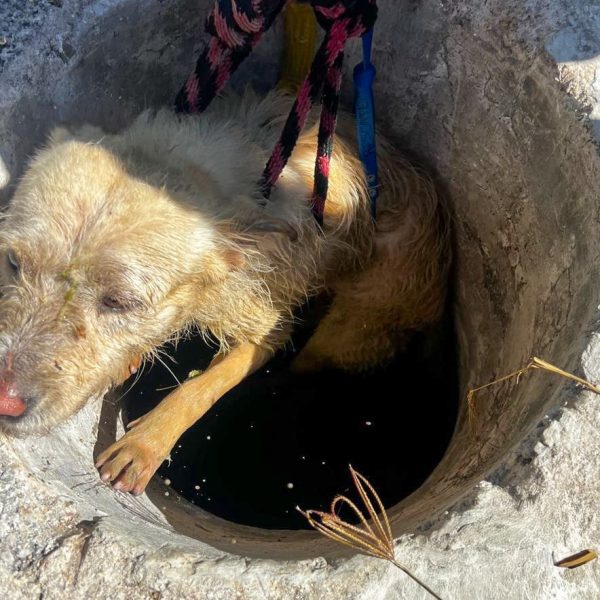 🐶💙 Rescate heroico en El Marqués: “Loki” cayó…