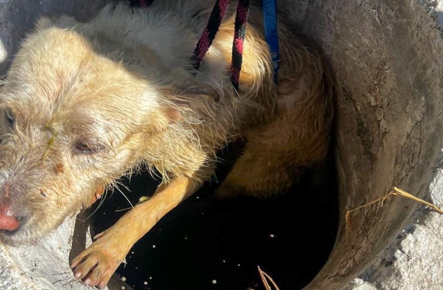 🐶💙 Rescate heroico en El Marqués:…