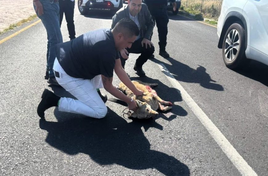 🚨🆘 Coyote atropellado en Prolongación Constituyentes&hellip;