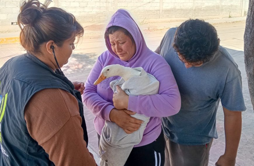 🐾🚨 Jornada intensa en El Marqués:&hellip;