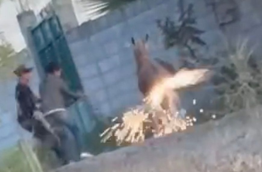 ⚖️Vinculan a proceso a dos adolescentes que lesionaron&hellip;