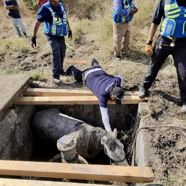🚒🐴 Rescatan con éxito a yegua que cayó&hellip;