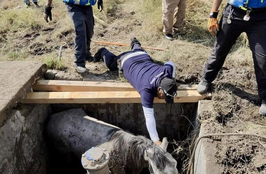 🚒🐴 Rescatan con éxito a yegua…