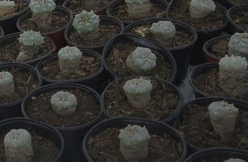 🌵🚫 FGR asegura 130 plantas de&hellip;