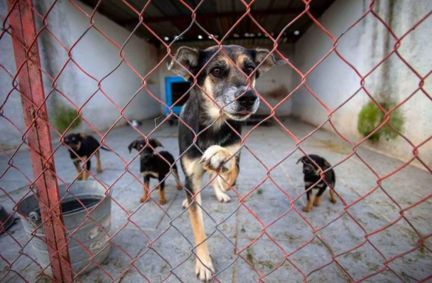 🐾📣 Querétaro avanza en la Ley&hellip;