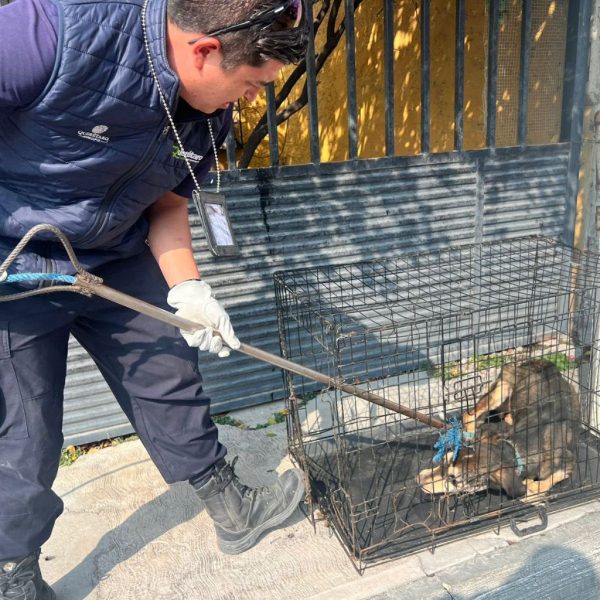 🐾🚨 Crueldad en Desarrollo San Pablo: autoridades rescatan&hellip;