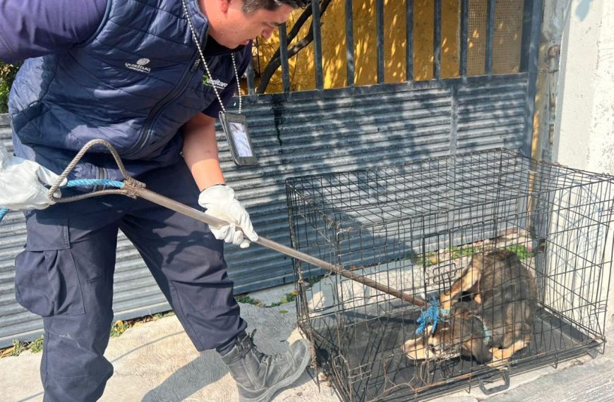 🐾🚨 Crueldad en Desarrollo San Pablo:…