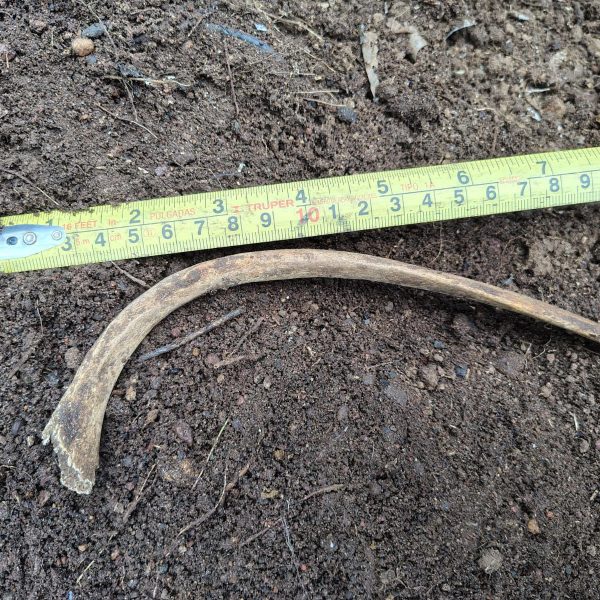 🚨 Desaparecidos Querétaro localiza nuevos restos en San…