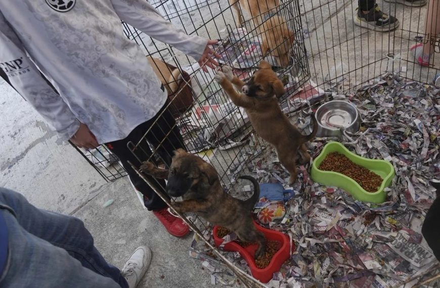 🐶🚫 Denuncian venta ilegal de cachorros&hellip;