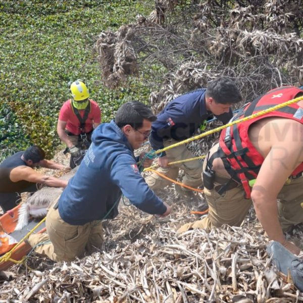 🦌🚨 Rescatan a venado atrapado en la Presa&hellip;