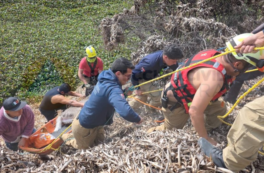 🦌🚨 Rescatan a venado atrapado en&hellip;