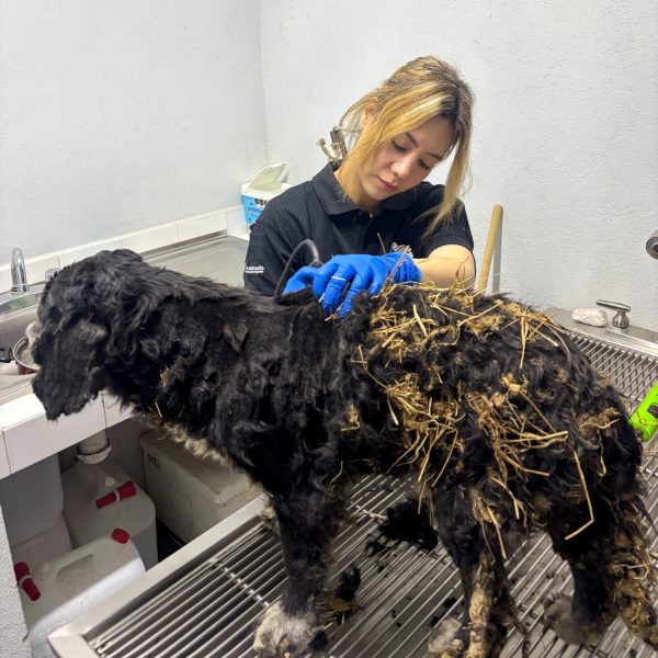 🐶🚨 Rescatan a perrito en peligro sobre carretera;&hellip;