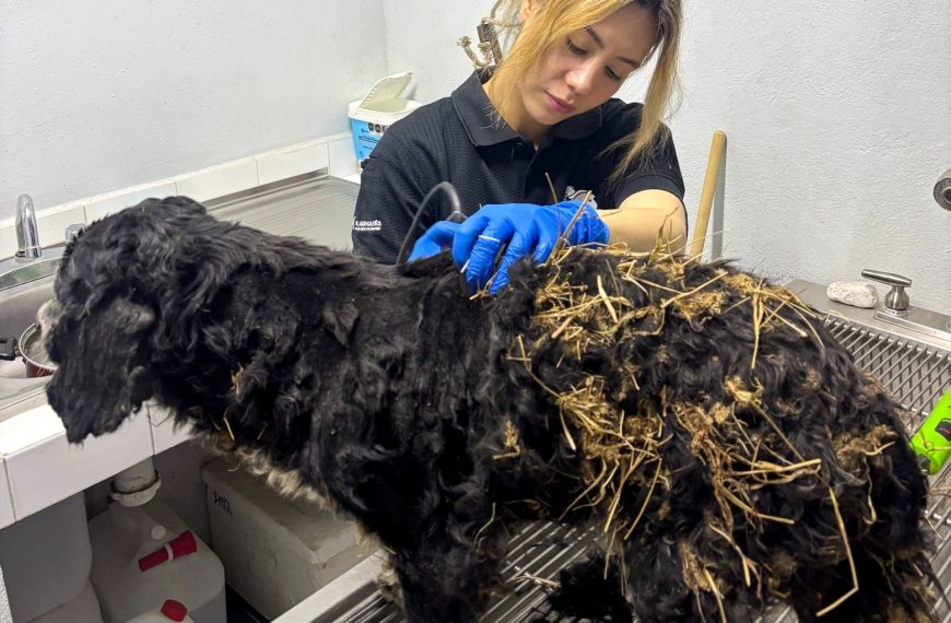 🐶🚨 Rescatan a perrito en peligro sobre carretera;&hellip;