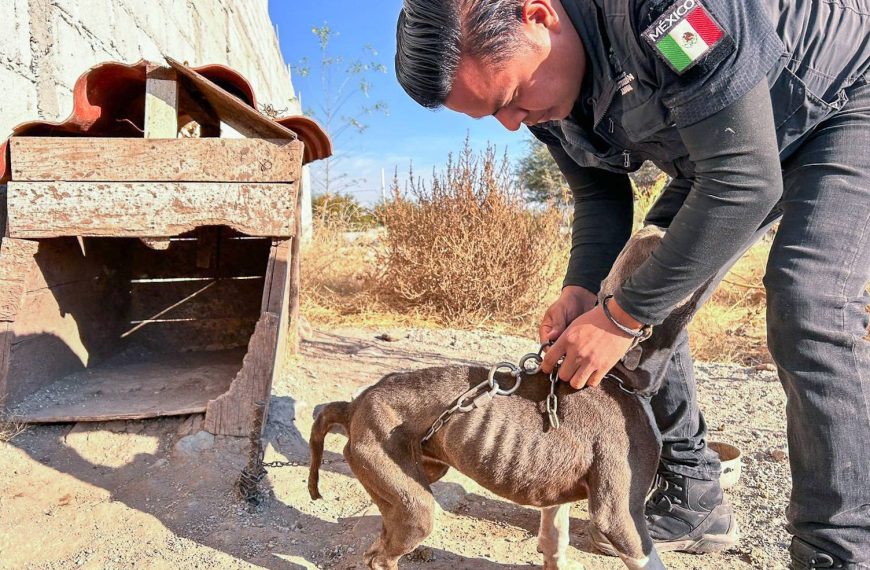 🚨🐶 Rescatan a perrito víctima de&hellip;
