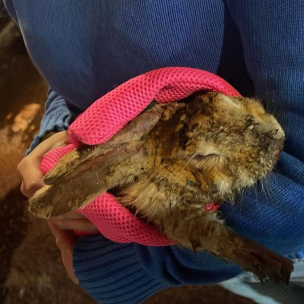 🚨🔥 Tragedia en San Gregorio: incendio consume vivienda,&hellip;